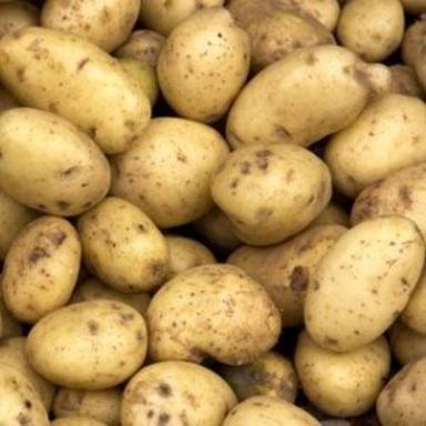 Natural Fresh Potato For Cooking Preserving Compound: Cool And Dry Place