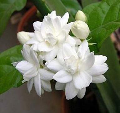 White Fresh Jasmine Flowers For Decoration