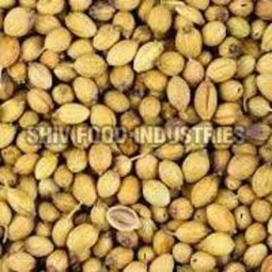 Green Pure Coriander Seeds For Food