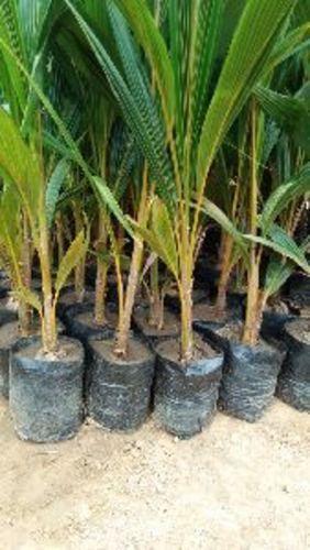 कृषि के लिए हरे नारियल के पौधे की शेल्फ लाइफ: 6 महीने