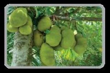 Fresh Green Jackfruit For Cooking Preserving Compound: Cool And Dry Place