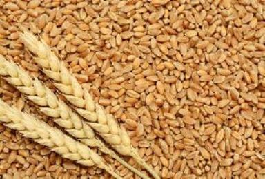 Organic Brown Wheat Seeds For Food