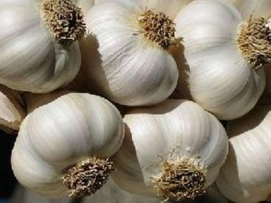 Fresh White Garlic For Food Preserving Compound: Cool And Dry Place