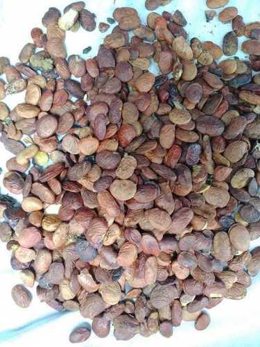 Brown Natural Dried Karanj Pongamia Seed