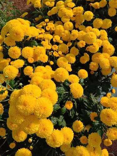 Yellow Chamanthi Flower Plant Size: Various Sizes Are Available