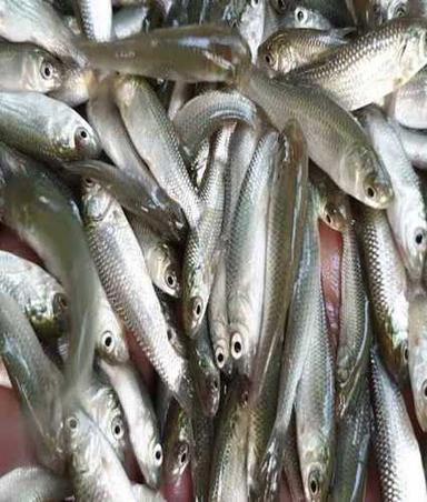 Silver Tone Rohu Fish Seeds For Farming