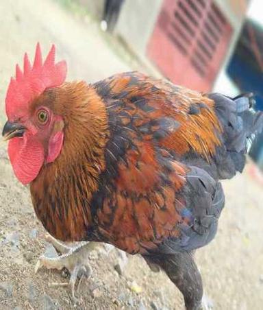 Rir And Kadaknath Pure Desi Country Chicken