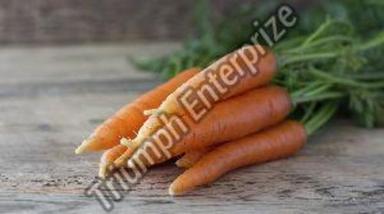 Fresh Natural Carrot For Food Preserving Compound: Cool And Dry Place