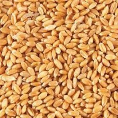 Natural Brown Wheat Seeds For Food