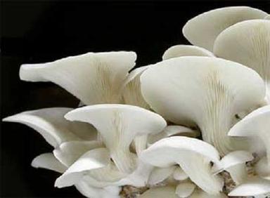 White Dried Fresh Oyster Mushroom
