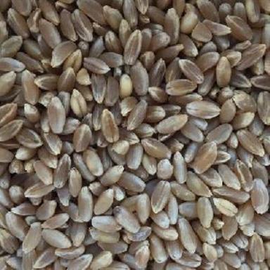 Organic Black Wheat Seeds Grade: A-Grade