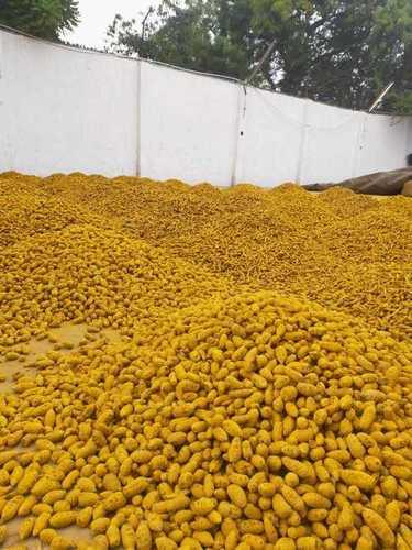 Yellow Erode Virali Manjal, Turmeric - Polished
