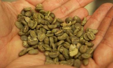 Normal Organic Raw Coffee Beans