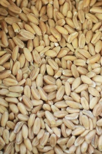 100% Natural Durum Wheat Broken (%): 3