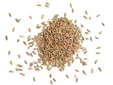 Organic Wheat Grain Foreign Particle (%): 1