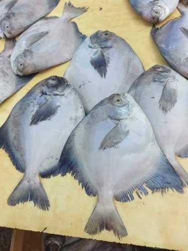  निर्यात गुणवत्ता वाली ताजा मछली की शेल्फ लाइफ: 1-15 दिन 