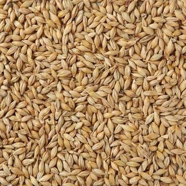 Brown Indian Origin Barley Grain