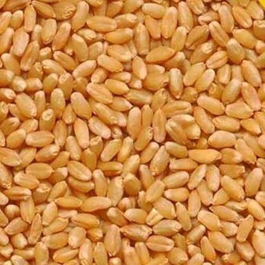 Brown Lokwan And Sharbati Wheat Grain