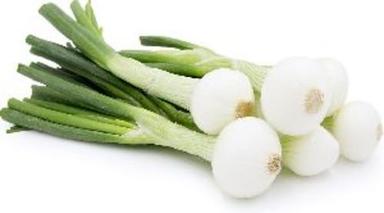 Fresh Spring Onion For Cooking Preserving Compound: Cool And Dry Place