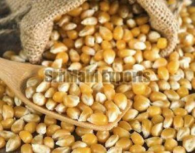Common Dried Yellow Corn For Food