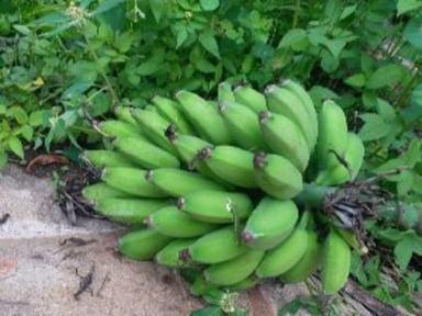 Green Fresh Hill Banana Fruits
