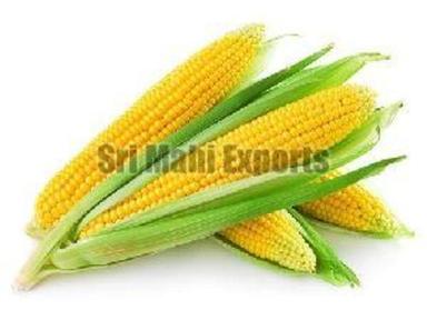 Common Whole Yellow Corn For Food