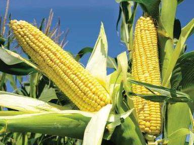Common Natural And Organic Yellow Maize