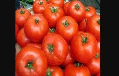 Round Farm Fresh Red Tomatoes
