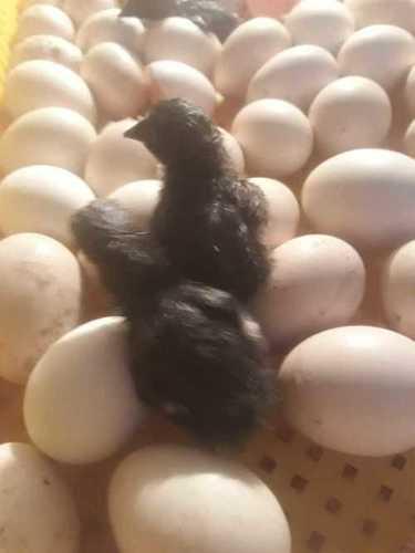 Kadaknath Hatching White Eggs Egg Origin: Chicken