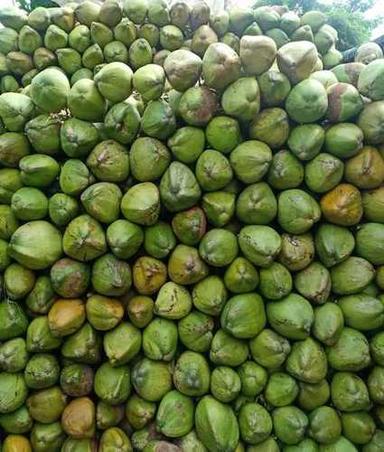 Green Natural Fresh Tender Coconut