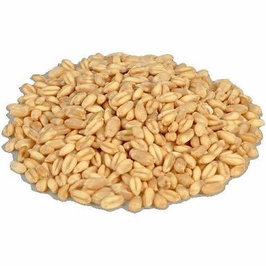 100% Organic Wheat Grain