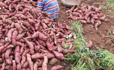 Farm Fresh Sweet Potatoes