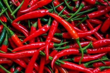 Piece Hot And Fresh Red Chilli