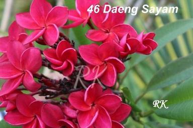 Plumeria Thai Daeng Sayam Plant