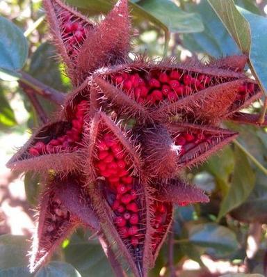 Herbal Product Natural Red Annatto Extract