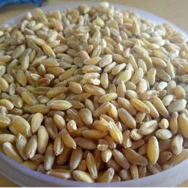 Brown-Yellow Organic And Natural Bansi Wheat