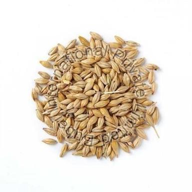 Barley Seeds (Hordeum Vulgare) Purity: 100%