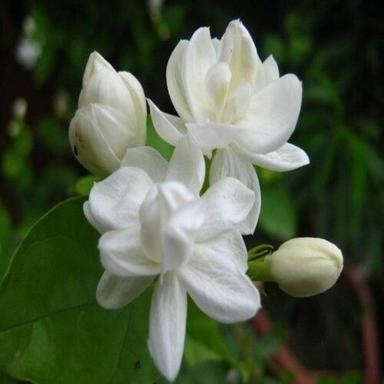 White Organic Fresh Jasmine Flowers