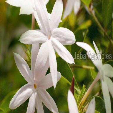 Fresh White Jasmine Flowers Shelf Life: 1 Months