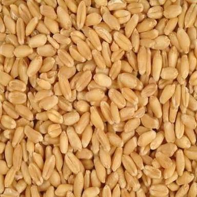 Yellow 100% Organic Wheat Grain