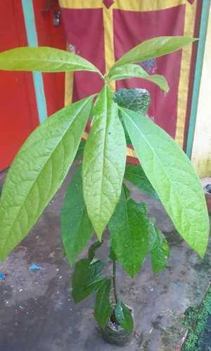 Green Natural Organic Avacado Plant