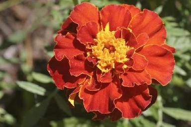 Fresh Red Marigold Flowers Grade: Industrial Grade