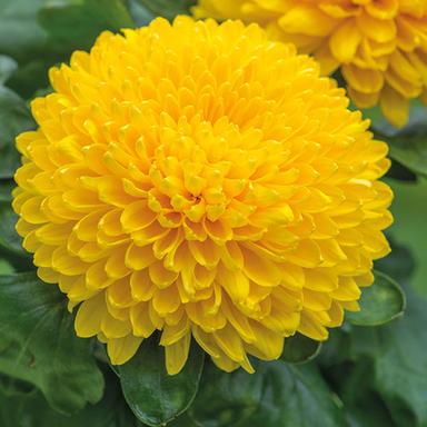 Fresh Yellow Chrysanthemum Flower