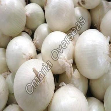 Round Organic And Natural Fresh White Onion