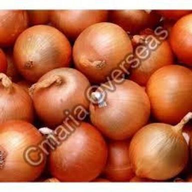 Round Organic And Natural Fresh Yellow Onion
