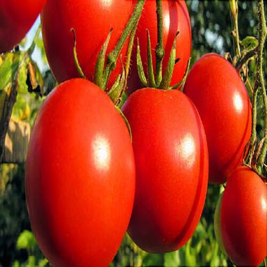 Cooked Healthy And Natural Fresh Tomato