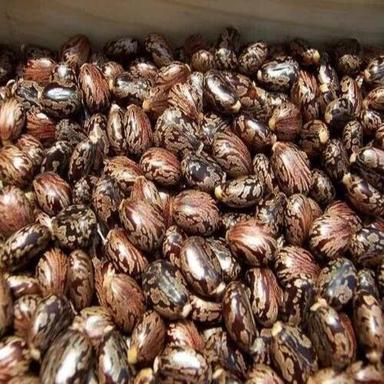 Organic Castor Oil Seed