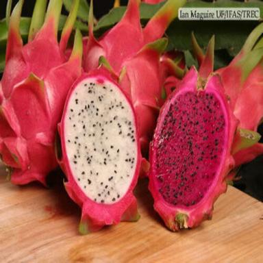 Pink Healthy And Natural Dragon Fruit