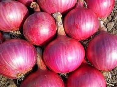 Round Fresh Big Onion