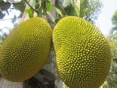 Stainless Steel Healthy And Natural Fresh Jackfruit